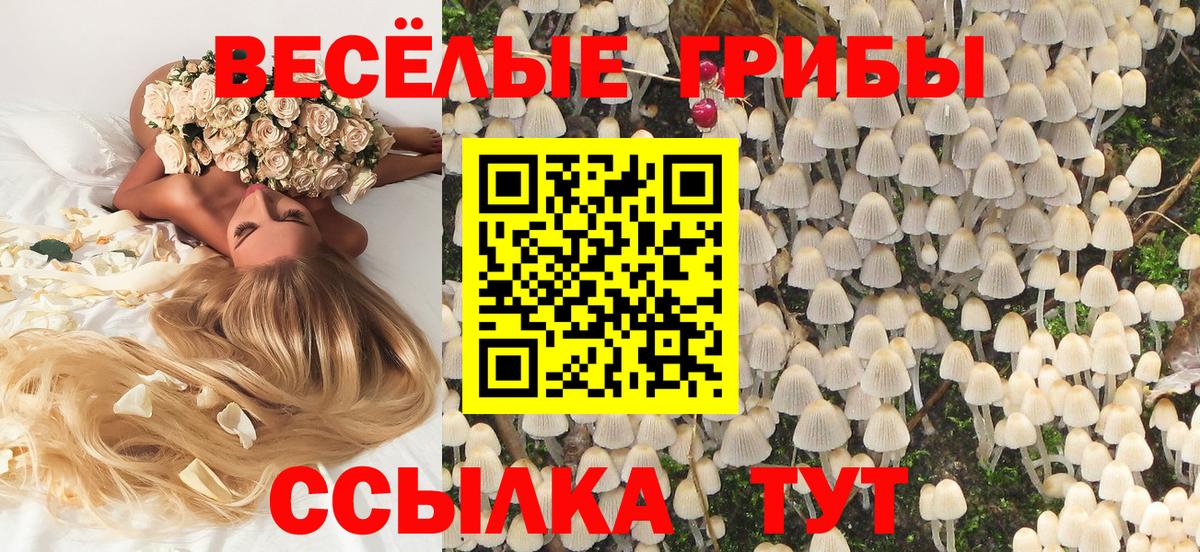 Галлюциногенные грибы Psilocybe Ишим